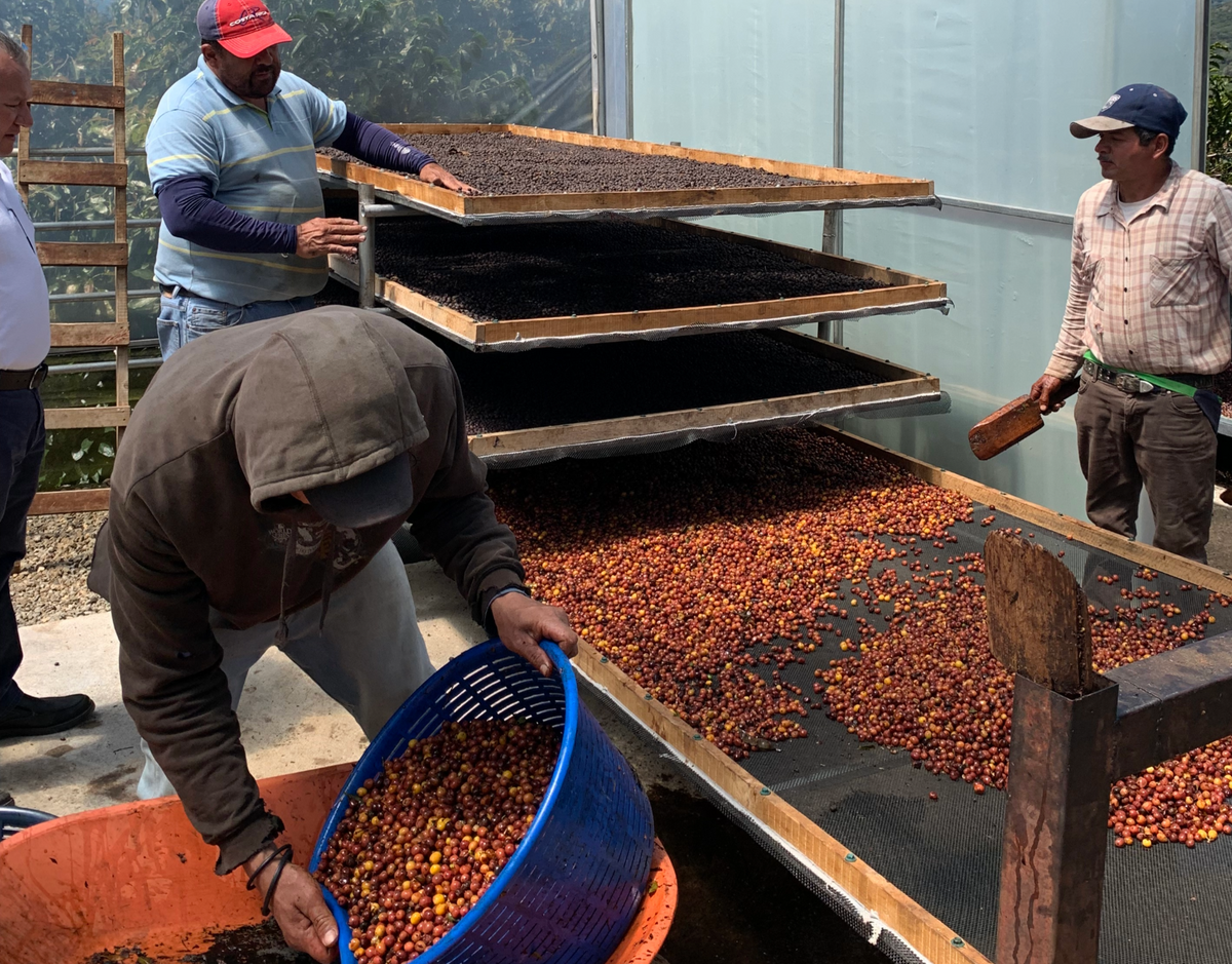 Costa Rica - Tarrazu